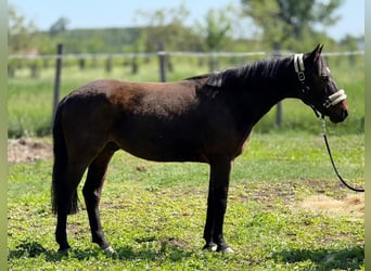 More ponies/small horses, Gelding, 7 years, 14,1 hh, Bay-Dark