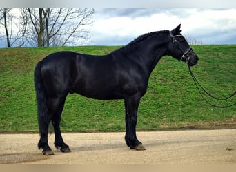 More ponies/small horses, Gelding, 7 years, 14,1 hh, Black