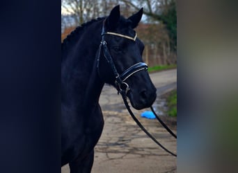 More ponies/small horses, Gelding, 7 years, 14,1 hh, Black