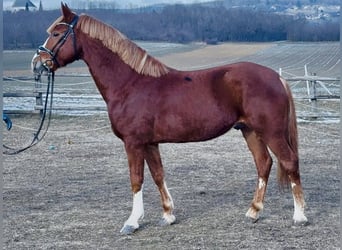 More ponies/small horses, Gelding, 7 years, 14,1 hh, Chestnut-Red
