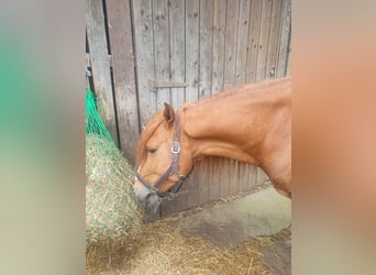 More ponies/small horses, Gelding, 7 years, 14,1 hh, Chestnut-Red
