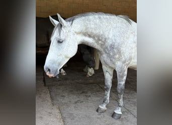 More ponies/small horses, Gelding, 7 years, 14,1 hh, Grey-Dapple