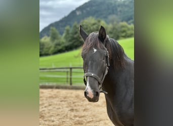 More ponies/small horses Mix, Gelding, 7 years, 14,1 hh, Pinto