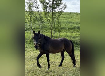 More ponies/small horses, Gelding, 7 years, 14,1 hh, Smoky-Black