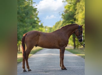 More ponies/small horses, Gelding, 7 years, 14,2 hh, Chestnut-Red