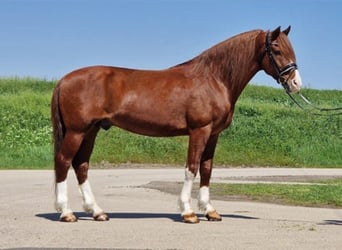 More ponies/small horses, Gelding, 7 years, 14,2 hh, Chestnut-Red
