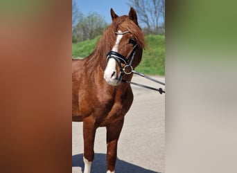 More ponies/small horses, Gelding, 7 years, 14,2 hh, Chestnut-Red