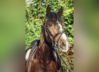More ponies/small horses Mix, Gelding, 7 years, 14,3 hh, Gray-Dark-Tan