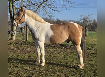 More ponies/small horses, Gelding, 7 years, 14,3 hh, Pinto