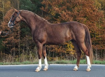 More ponies/small horses, Gelding, 7 years, 15.1 hh, Brown