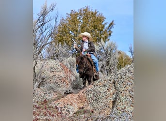 More ponies/small horses, Gelding, 7 years, 8.1 hh, Brown