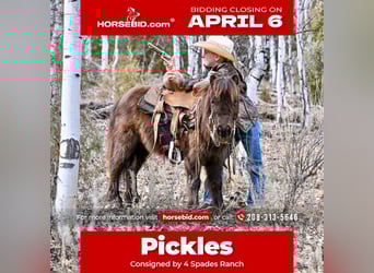 More ponies/small horses, Gelding, 7 years, 8.1 hh, Brown