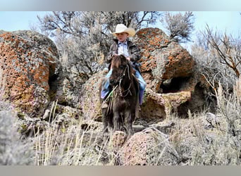 More ponies/small horses, Gelding, 7 years, 8,1 hh, Brown