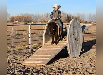 More ponies/small horses, Gelding, 7 years, 8,1 hh, Brown