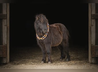 More ponies/small horses, Gelding, 7 years, 9.1 hh, Black