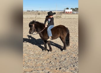 More ponies/small horses, Gelding, 7 years, 9.1 hh, Black