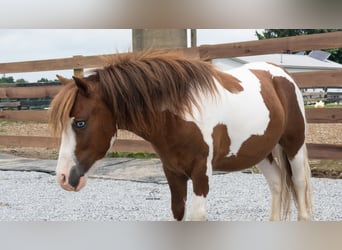 More ponies/small horses, Gelding, 7 years, 9 hh, Pinto