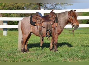 More ponies/small horses, Gelding, 7 years, 9 hh, Roan-Red