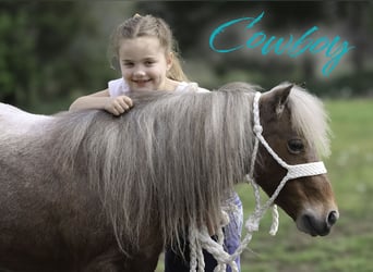 More ponies/small horses, Gelding, 7 years, 9 hh, Roan-Red