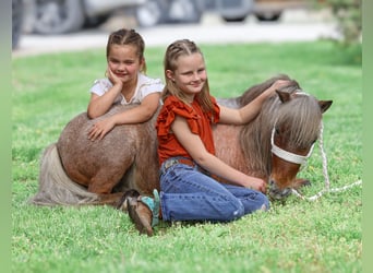 More ponies/small horses, Gelding, 7 years, 9 hh, Roan-Red