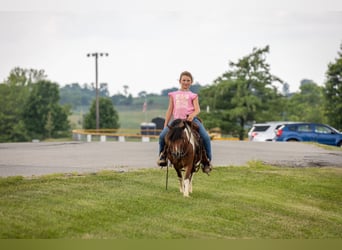 More ponies/small horses, Gelding, 7 years, 9 hh