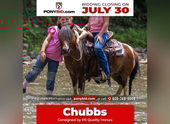 More ponies/small horses, Gelding, 7 years, 9 hh
