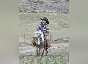 More ponies/small horses, Gelding, 7 years, 9 hh