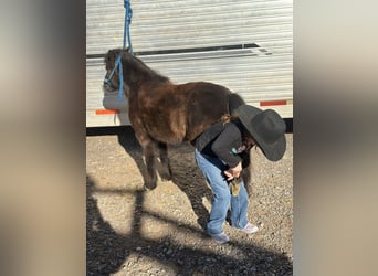 More ponies/small horses, Gelding, 7 years, 9,1 hh, Black