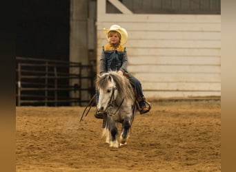 More ponies/small horses, Gelding, 7 years, 9,1 hh, Grey