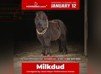 More ponies/small horses, Gelding, 7 years, 9,1 hh