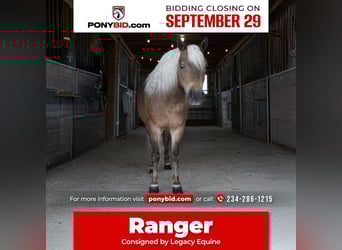 More ponies/small horses, Gelding, 7 years, 9,2 hh, Buckskin
