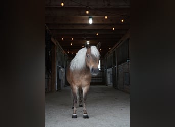 More ponies/small horses, Gelding, 7 years, 9,2 hh, Buckskin