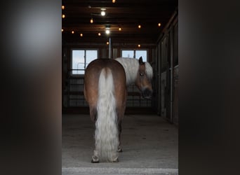 More ponies/small horses, Gelding, 7 years, 9,2 hh, Buckskin