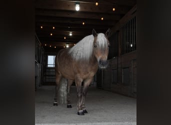 More ponies/small horses, Gelding, 7 years, 9,2 hh, Buckskin