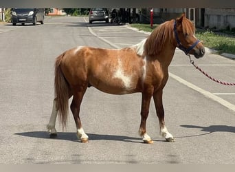 More ponies/small horses, Gelding, 7 years, 9,2 hh, Pinto