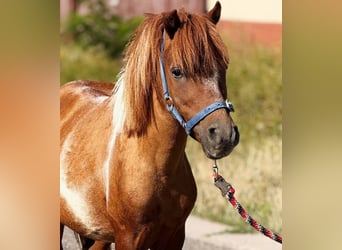 More ponies/small horses, Gelding, 7 years, 9,2 hh, Pinto