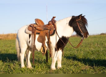 More ponies/small horses, Gelding, 7 years, 9,2 hh, Pinto