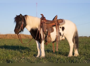 More ponies/small horses, Gelding, 7 years, 9,2 hh, Pinto