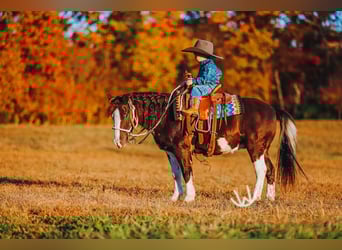 More ponies/small horses, Gelding, 8 years, 10.1 hh, Pinto