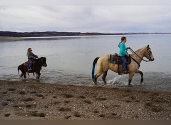 More ponies/small horses, Gelding, 8 years, 10 hh, Brown