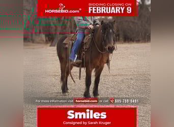 More ponies/small horses, Gelding, 8 years, 10 hh, Brown