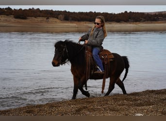 More ponies/small horses, Gelding, 8 years, 10 hh, Brown