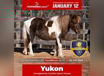 More ponies/small horses, Gelding, 8 years, 10 hh, Pinto