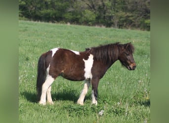 More ponies/small horses, Gelding, 8 years, 10 hh