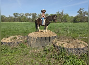 More ponies/small horses, Gelding, 8 years, 10 hh