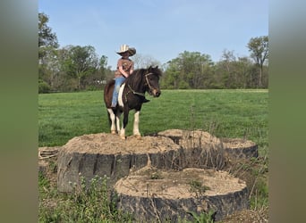 More ponies/small horses, Gelding, 8 years, 10 hh