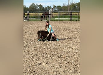 More ponies/small horses, Gelding, 8 years, 10 hh