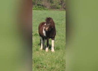 More ponies/small horses, Gelding, 8 years, 10 hh