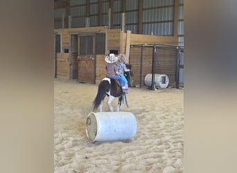 More ponies/small horses, Gelding, 8 years, 10 hh