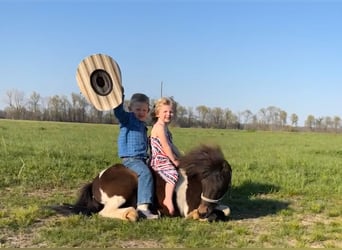 More ponies/small horses, Gelding, 8 years, 10 hh
